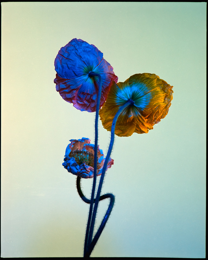 FLoral_Bold-51