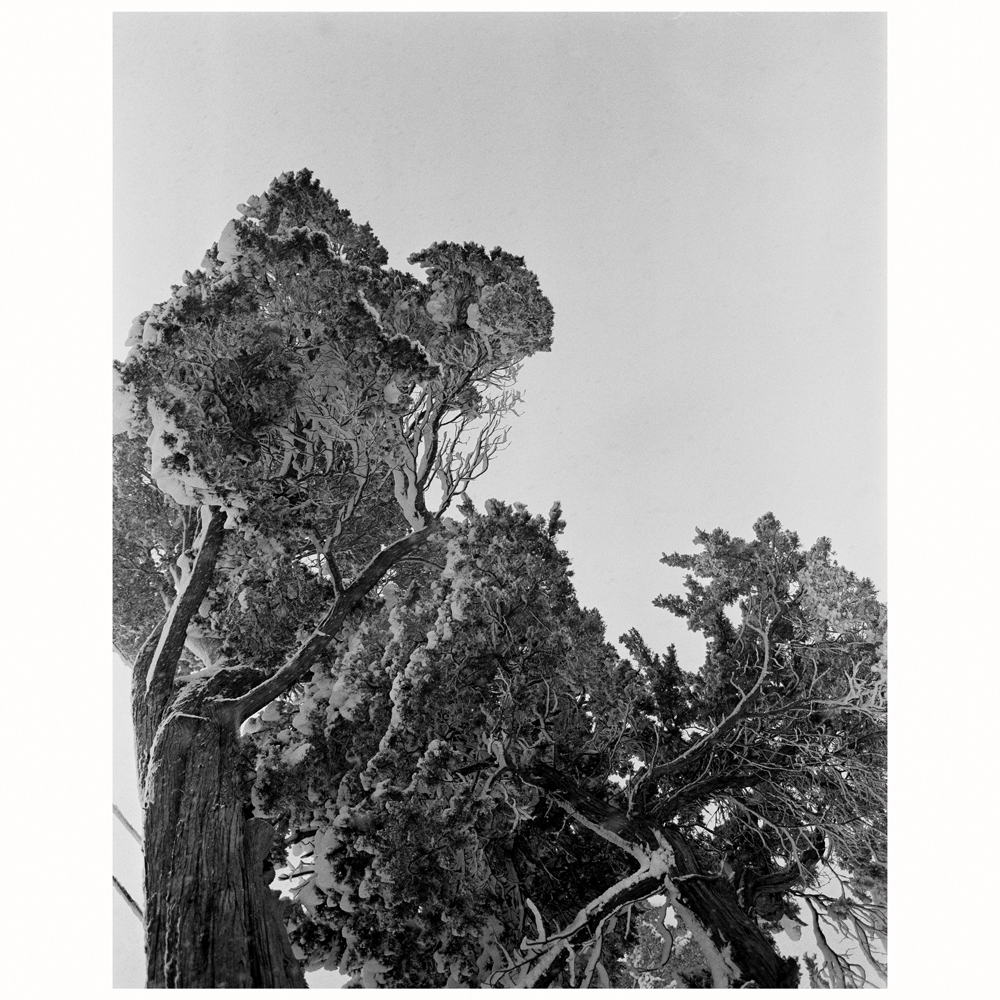 Wintertree